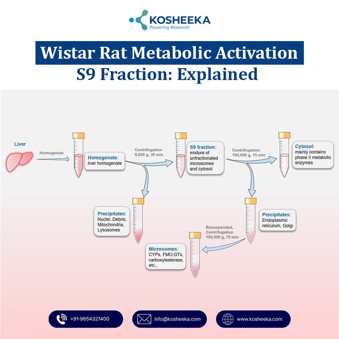 Wistar Rat Metabolic Activation S9 Fraction: Explained