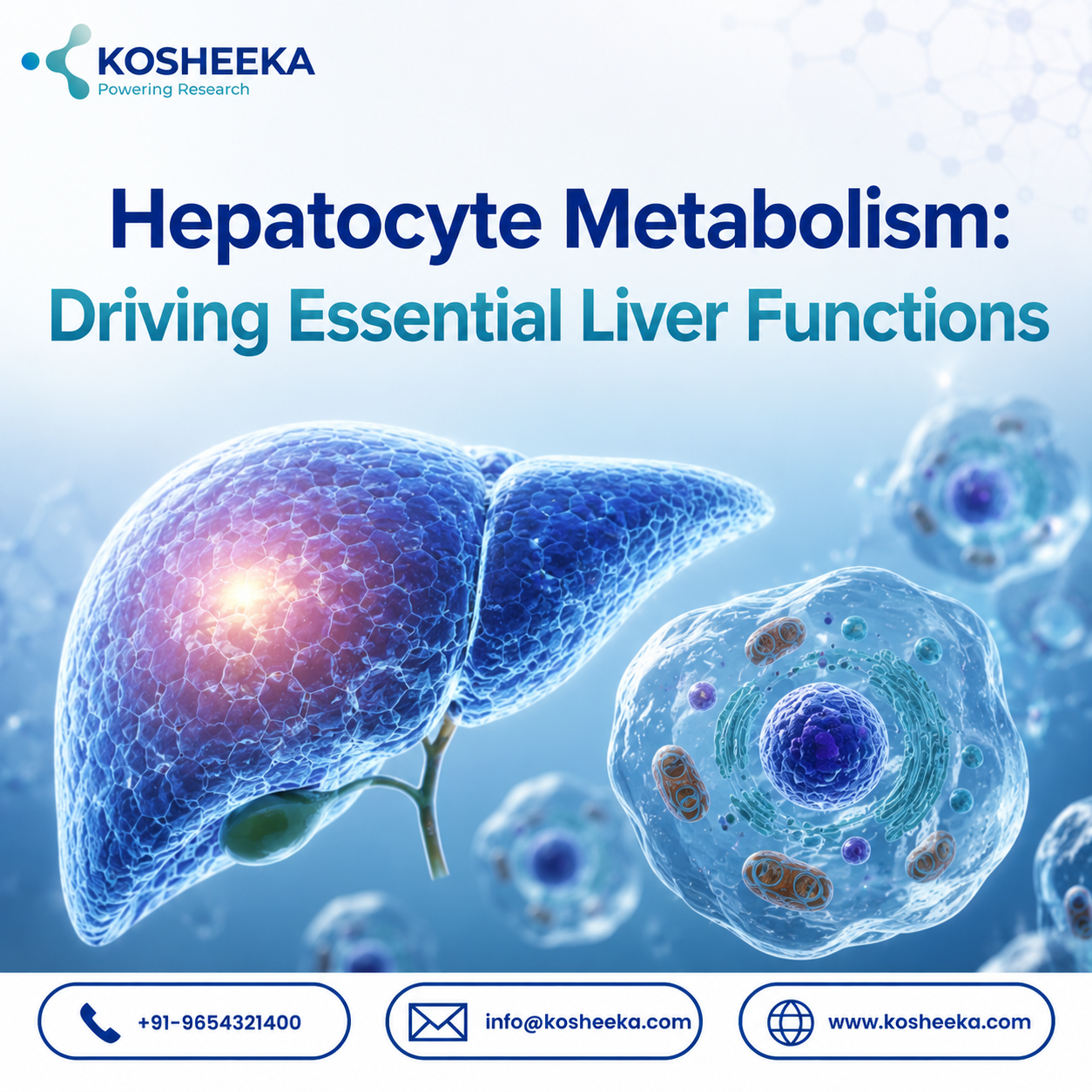 Hepatocyte Metabolism: Driving Essential Liver Functions
