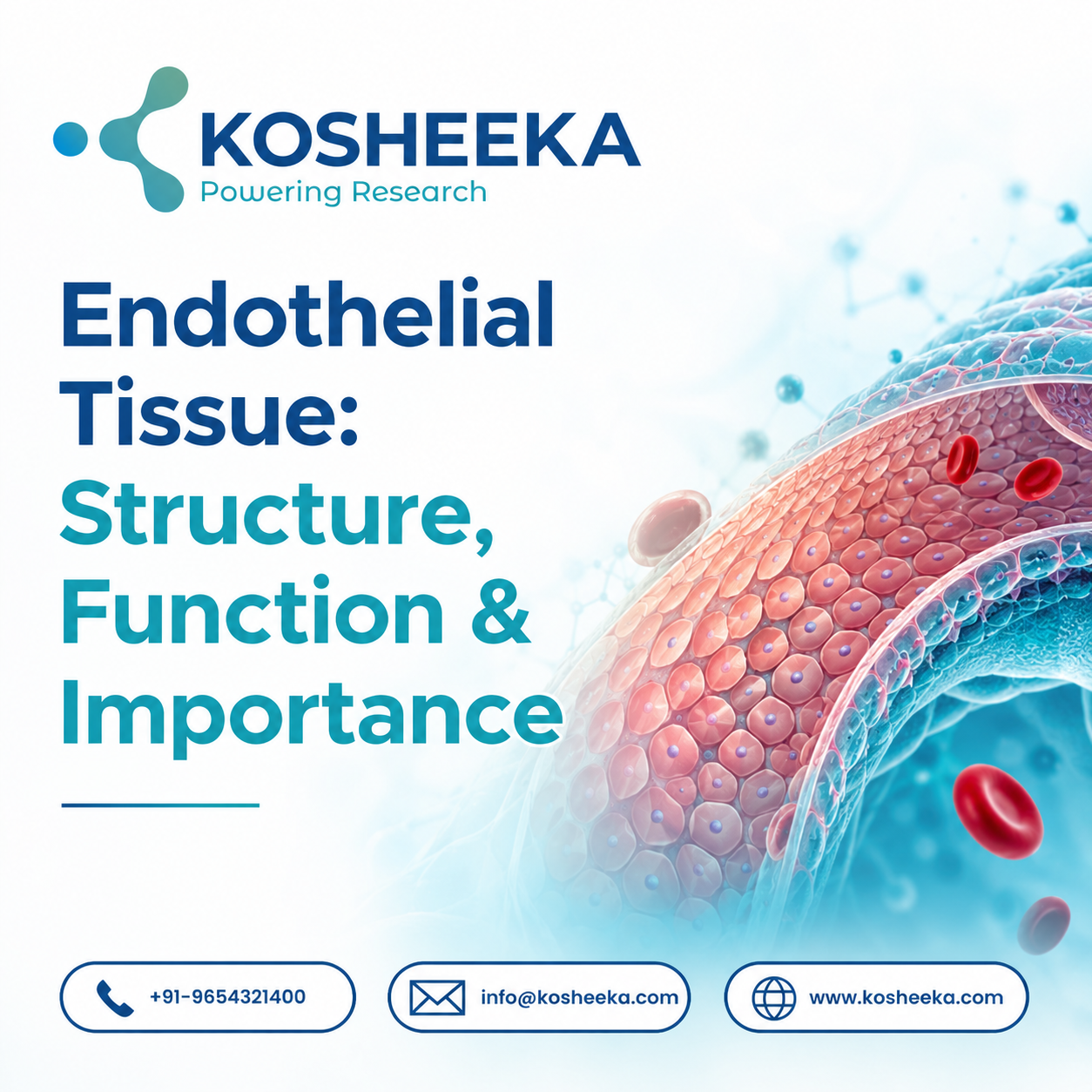 Endothelial Tissue: Structure, Function & Importance