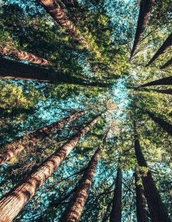 Find Out My Family Tree