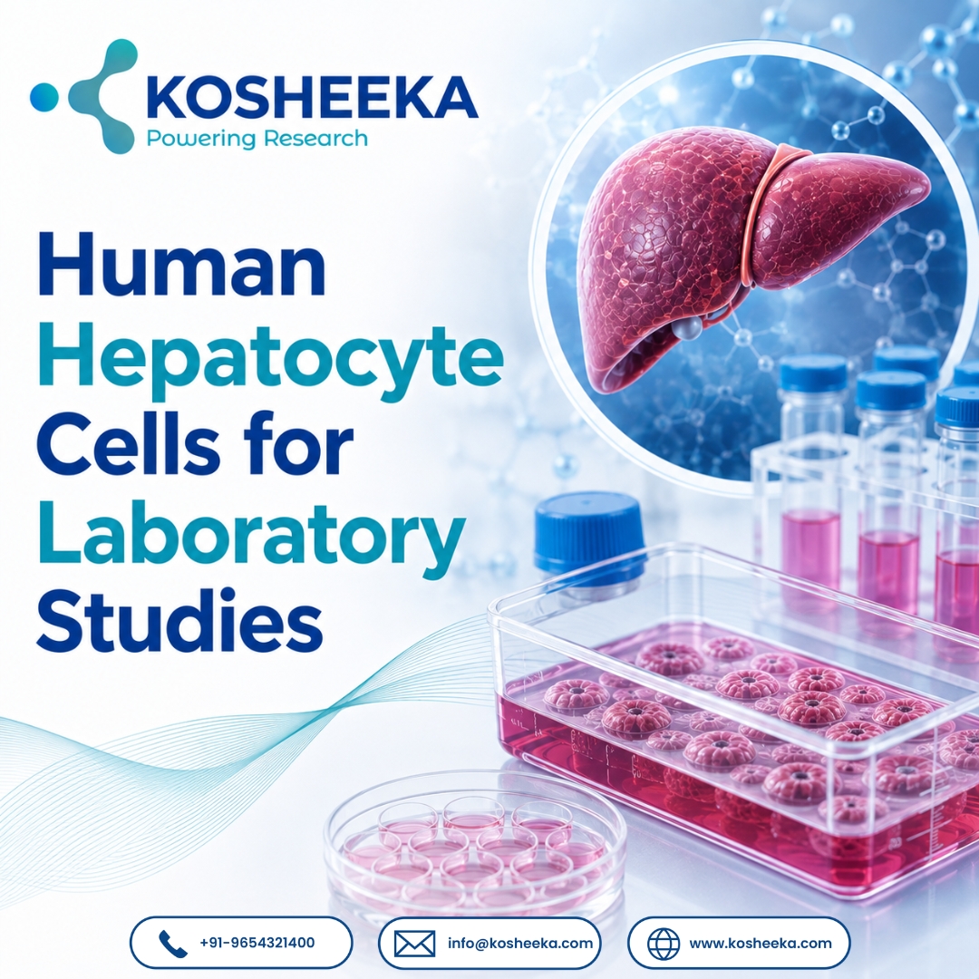 Human Hepatocyte Cells for Laboratory Studies